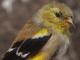 Thumbnail - MG2-2730-80112-Spinus_tristis_AOU_7_52-3174.jpg