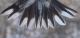 Thumbnail - MG2-2730-80113-Spinus_tristis_AOU_7_52-3185.jpg