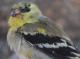 Thumbnail - MG2-2730-80113-Spinus_tristis_AOU_7_52-3186.jpg