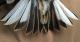 Thumbnail - MG2-2741-62538-Plectrophenax_nivalis_AOU_7_52-3899.jpg