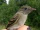 Thumbnail - MG2-9900-15001-Empidonax_alnorum_AOU_7_52-3544.jpg