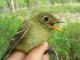 Thumbnail - MG2-9900-16001-Empidonax_flaviventris_AOU_7_52-3526.jpg