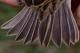Thumbnail - MG2-9901-00002-Passerculus_sandwichensis_AOU_7_52-1894.jpg