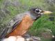 Thumbnail - MH3-1222-70272-Turdus_migratorius-548.jpg