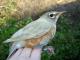 Thumbnail - MH3-1232-08328-Turdus_migratorius-545.jpg