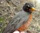 Thumbnail - MH3-1292-00568-Turdus_migratorius-551.jpg