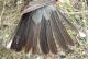 Thumbnail - MH3-1292-00568-Turdus_migratorius-553.jpg