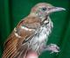 Thumbnail - MH3-1603-43815-Toxostoma_rufum-557.jpg