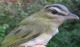 Thumbnail - MH3-1851-64351-Vireo_olivaceus-118.jpg