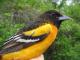 Thumbnail - MH3-1951-51409-Icterus_galbula-71.jpg