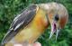 Thumbnail - MH3-2231-66132-Icterus_galbula-135.jpg