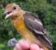 Thumbnail - MH3-2231-66132-Icterus_galbula-136.jpg