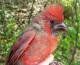 Thumbnail - MH3-2231-66186-Cardinalis_cardinalis-196.jpg