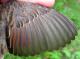Thumbnail - MH3-2321-00357-Melospiza_georgiana-486.jpg