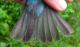 Thumbnail - MH3-2321-00365-Passerina_cyanea-386.jpg