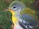 Thumbnail - MH3-2410-96715-Parula_americana-111.jpg