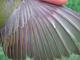 Thumbnail - MH3-2410-96978-Vermivora_peregrina-499.jpg