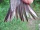 Thumbnail - MH3-2460-40147-Spinus_tristis-261.jpg