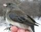 Thumbnail - MH3-2460-40688-Junco_hyemalis-572.jpg