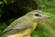 Thumbnail - MH3-2460-40752-Vireo_philadelphicus-440.jpg