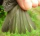 Thumbnail - MH3-2460-40752-Vireo_philadelphicus-442.jpg