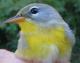 Thumbnail - MH3-2480-15110-Parula_americana-114.jpg