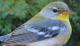 Thumbnail - MH3-2480-15110-Parula_americana-424.jpg