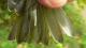 Thumbnail - MH3-2480-15877-Vermivora_peregrina-493.jpg