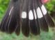 Thumbnail - MH3-2480-15906-Setophaga_magnolia_AOU_7_52-399.jpg