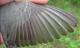 Thumbnail - MH3-2490-24892-Wilsonia_canadensis-155.jpg