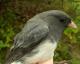 Thumbnail - MH3-2500-65075-Junco_hyemalis-468.jpg