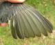 Thumbnail - MH3-2500-65075-Junco_hyemalis-469.jpg