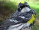 Thumbnail - MH3-2500-65253-Setophaga_coronata_AOU_7_52-418.jpg