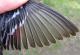 Thumbnail - MH3-2500-65253-Setophaga_coronata_AOU_7_52-419.jpg