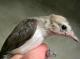 Thumbnail - MH3-2500-65516-Vireo_gilvus_AOU_7_52-3663.jpg