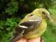 Thumbnail - MH3-2510-81097-Spinus_tristis-256.jpg