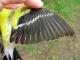 Thumbnail - MH3-2510-81186-Spinus_tristis-263.jpg