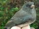 Thumbnail - MH3-2510-81208-Junco_hyemalis-465.jpg