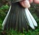 Thumbnail - MH3-2510-81208-Junco_hyemalis-467.jpg