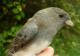 Thumbnail - MH3-2510-81297-Junco_hyemalis-225.jpg