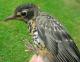 Thumbnail - MH3-NA_175-Turdus_migratorius-542.jpg