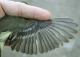 Thumbnail - MH3-NA_330-Empidonax_flaviventris_AOU_7_52-769.jpg