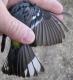 Thumbnail - MH3-NA_337-Setophaga_coronata_AOU_7_52-778.jpg