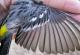 Thumbnail - MH3-NA_337-Setophaga_coronata_AOU_7_52-779.jpg