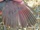 Thumbnail - MH3-NA_517-Cardinalis_cardinalis_AOU_7_52-1034.jpg