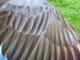 Thumbnail - MH3-NA_540-Turdus_migratorius_AOU_7_52-1072.jpg