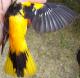 Thumbnail - MH3-NA_541-Icterus_galbula_AOU_7_52-1073.jpg