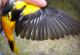 Thumbnail - MH3-NA_541-Icterus_galbula_AOU_7_52-1074.jpg