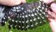 Thumbnail - MH3-NA_547-Picoides_pubescens_AOU_7_52-1082.jpg