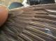 Thumbnail - MM15-2350-40661-Vermivora_celata_AOU_7_56-5864.jpg